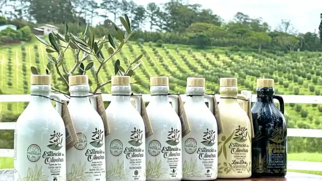 Fazenda brasileira produz o azeite mais premiado do mundo