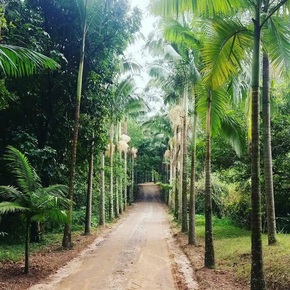 Viver o Viveiro deste domingo (26) terá trilha, yoga e doação de mudas