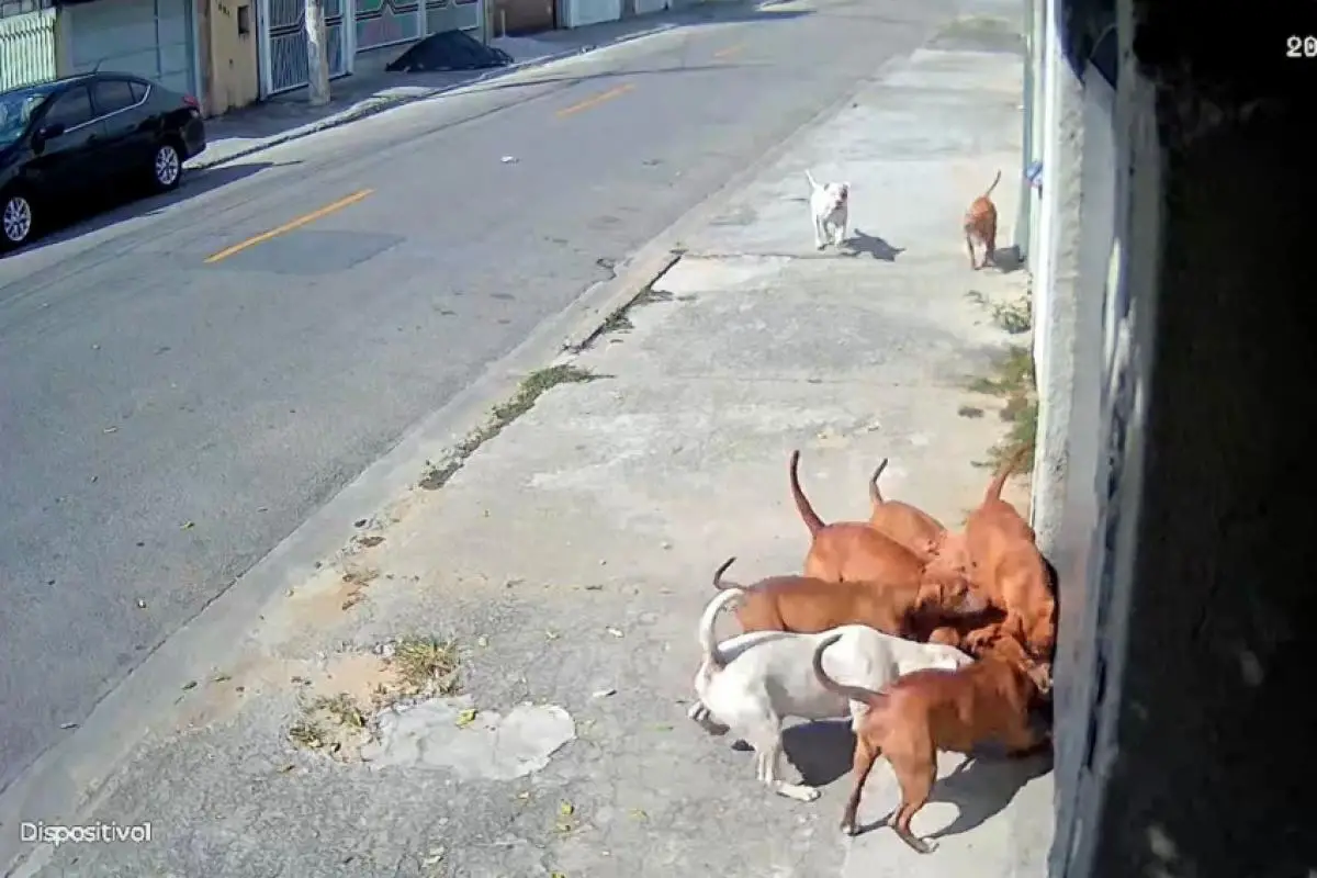 Cadela morre após ataque de pitbull em Jacareí e caso levanta debate sobre segurança no bairro 
