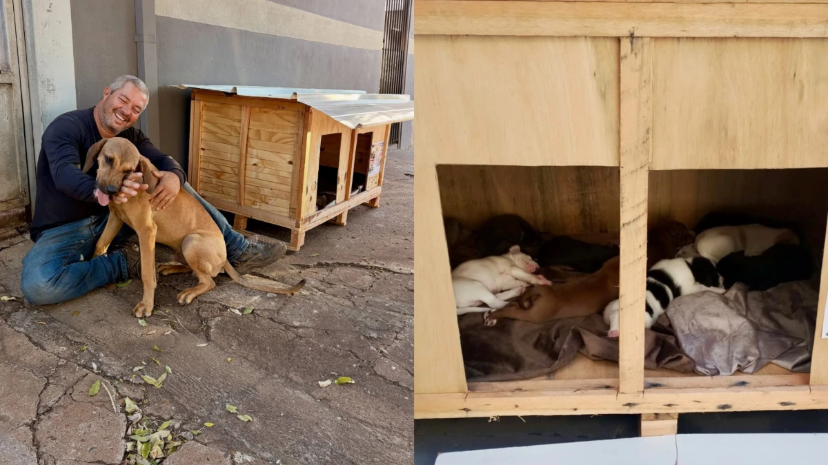 Caminhoneiro constrói mais de 1,7 mil casinhas para proteger cães e gatos do frio