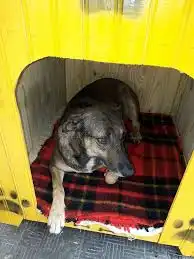 Cachorro comunitário: como a união da vizinhança garante bem-estar animal