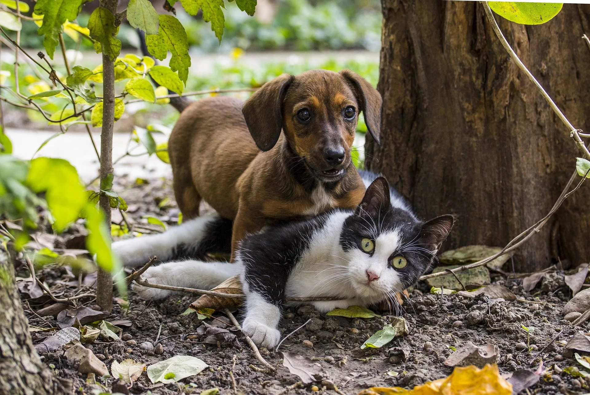 Estudo desafia crença popular e aponta que pets não reduzem estresse