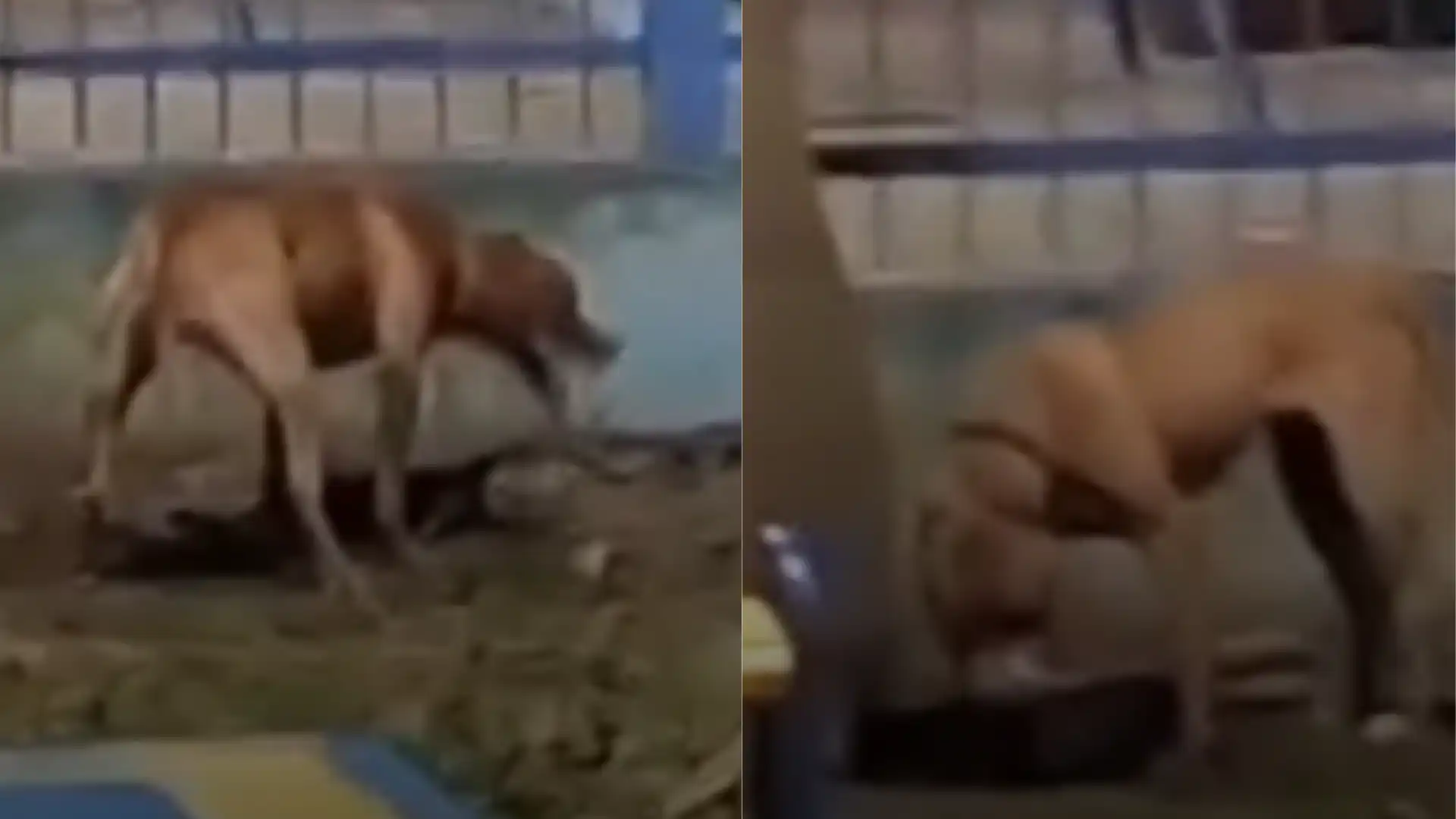 Pitbull mata cachorro e ameaça pessoas em praça no monte castelo