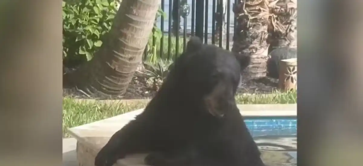 Urso invade casa nos EUA, relaxa por 6 horas em hidro e só sai com rosquinha