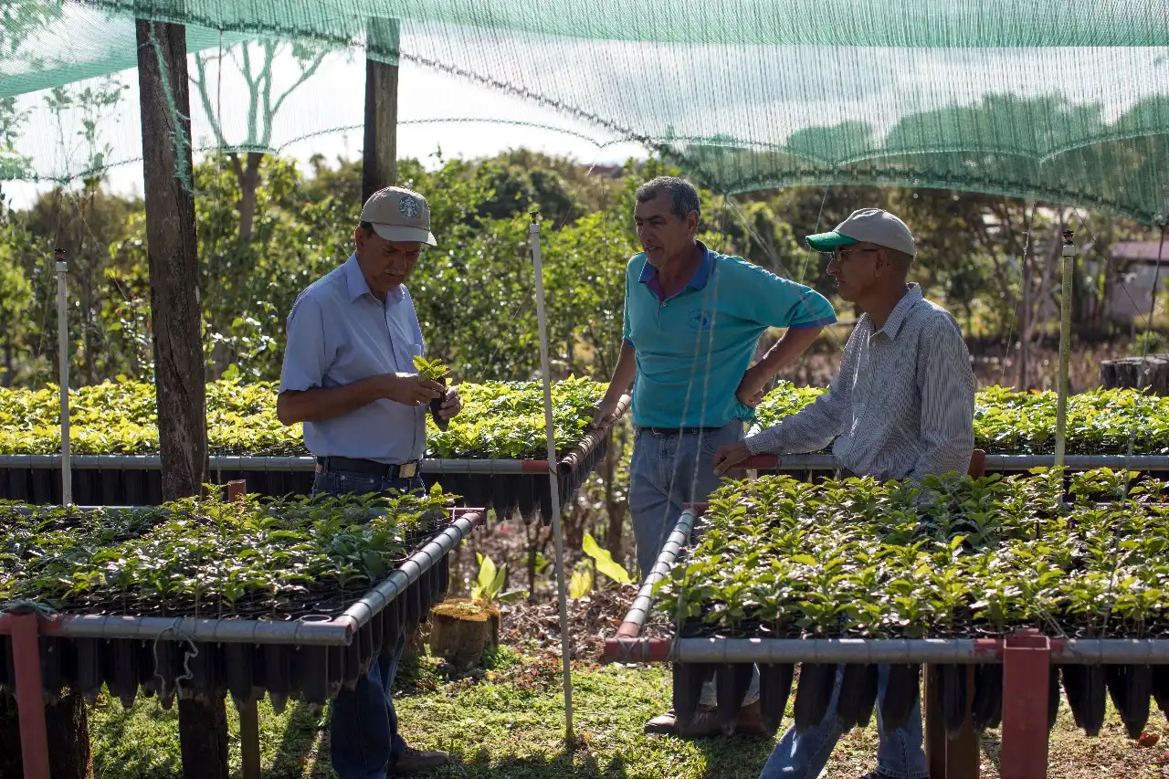 Hacienda Alsacia: a fazenda-laboratório da Starbucks que busca proteger o futuro do café