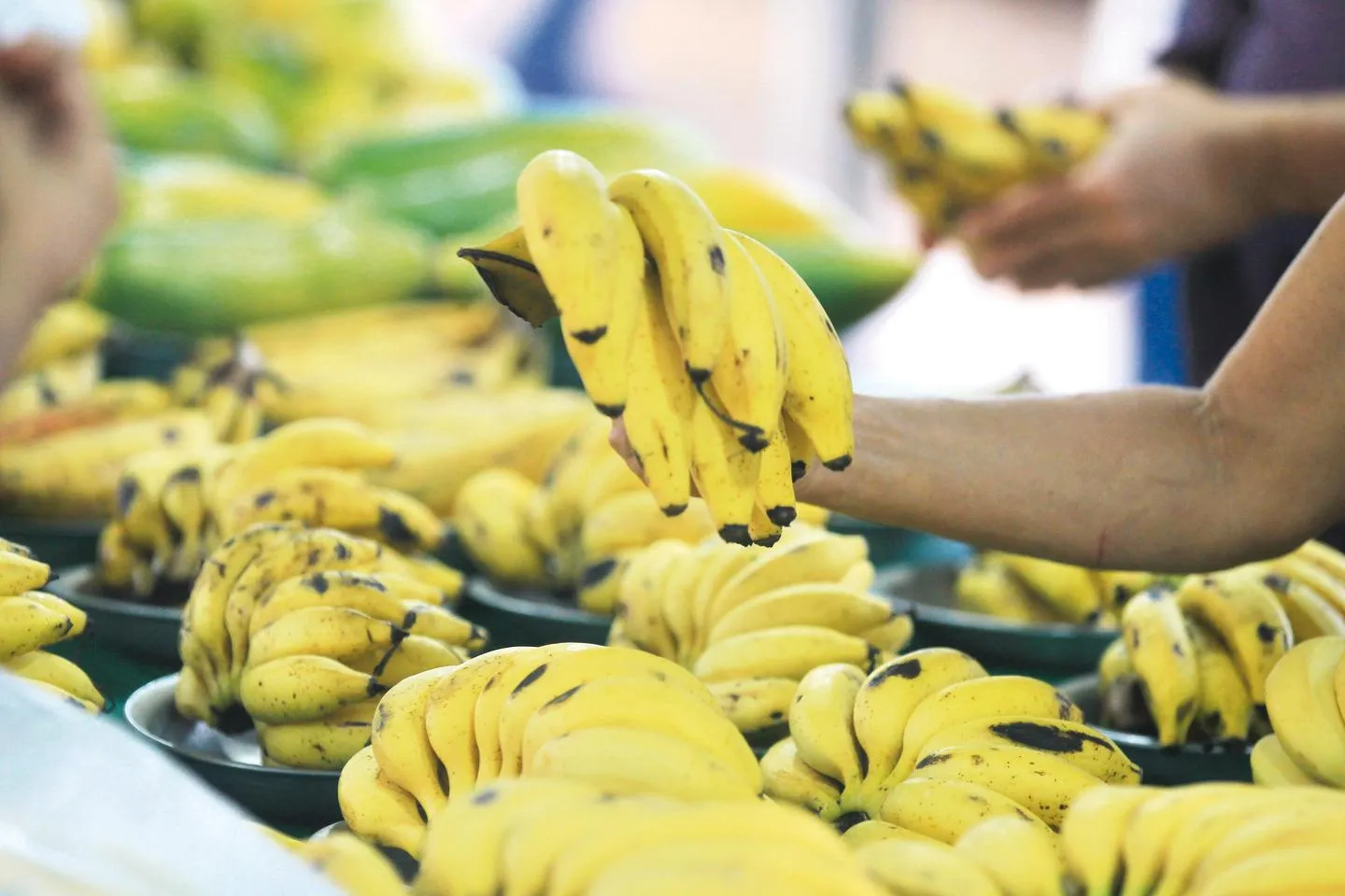 Estado de SP é responsável por 26% da banana produzida no Brasil