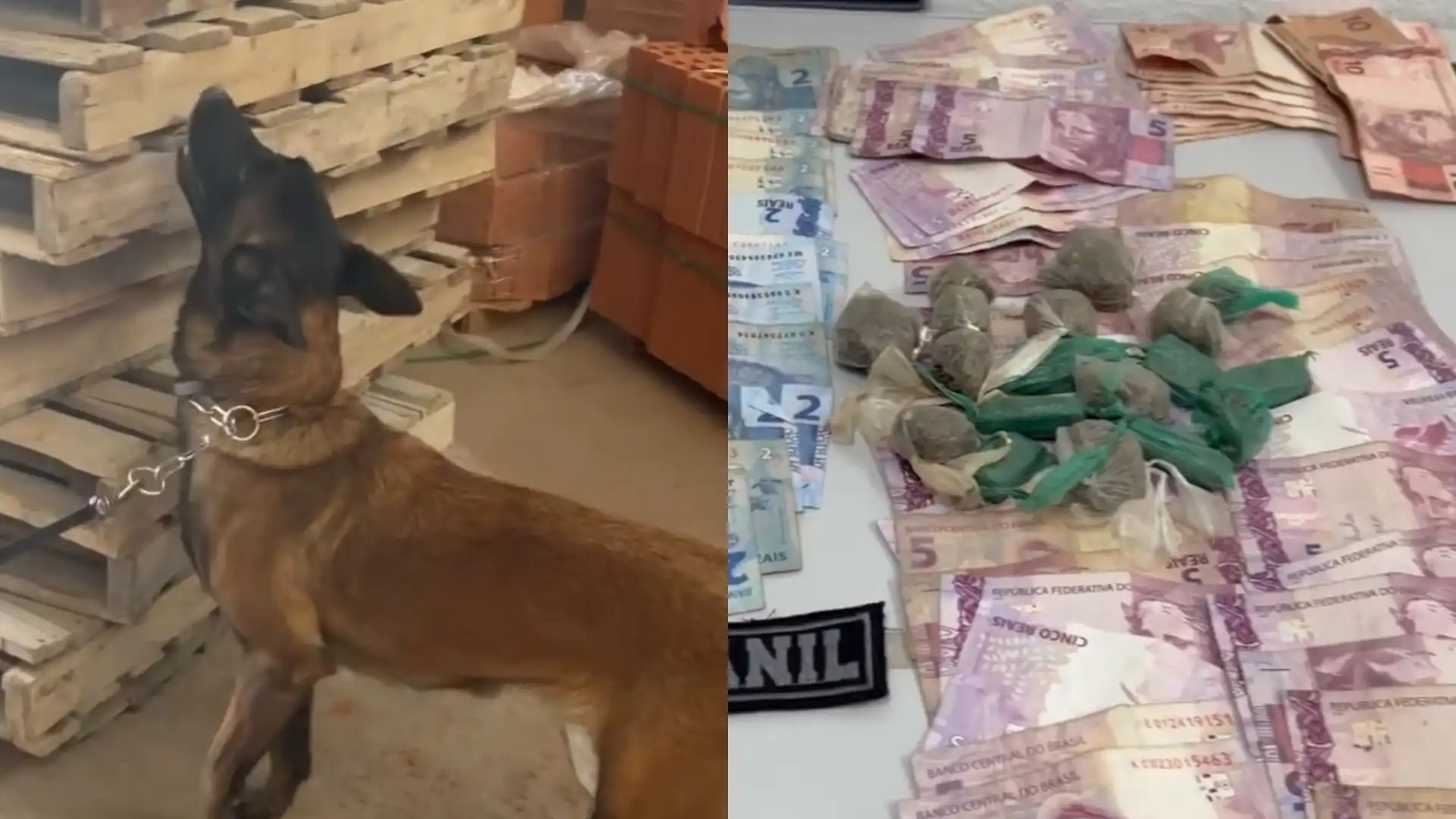 Após cão da GCM localizar drogas, homem é preso por tráfico em São Sebastião