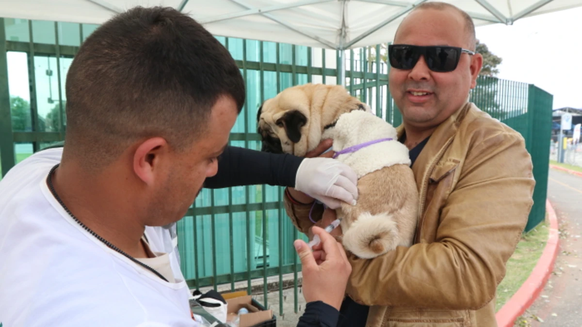 Jacareí abre agenda para vacinação de cães e gatos