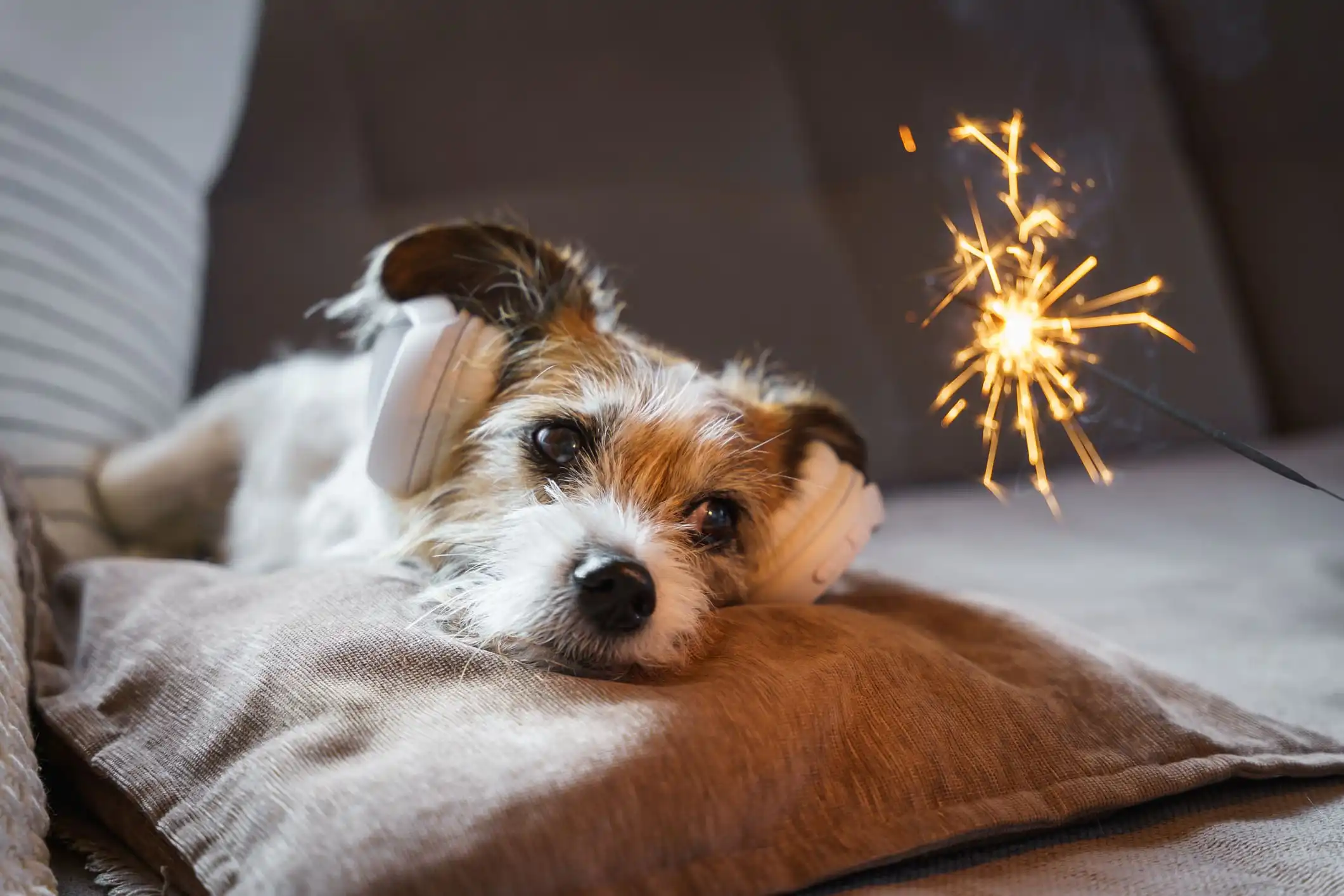 Cuidados com animais domésticos durante as festas de fim de ano