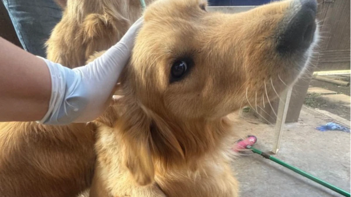 Cinco cães Golden Retriever são resgatados de situação de maus-tratos em São Sebastião
