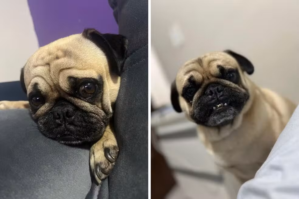 Pug morre após ser atacado por dois pitbulls no bairro Setville em São José dos Campos