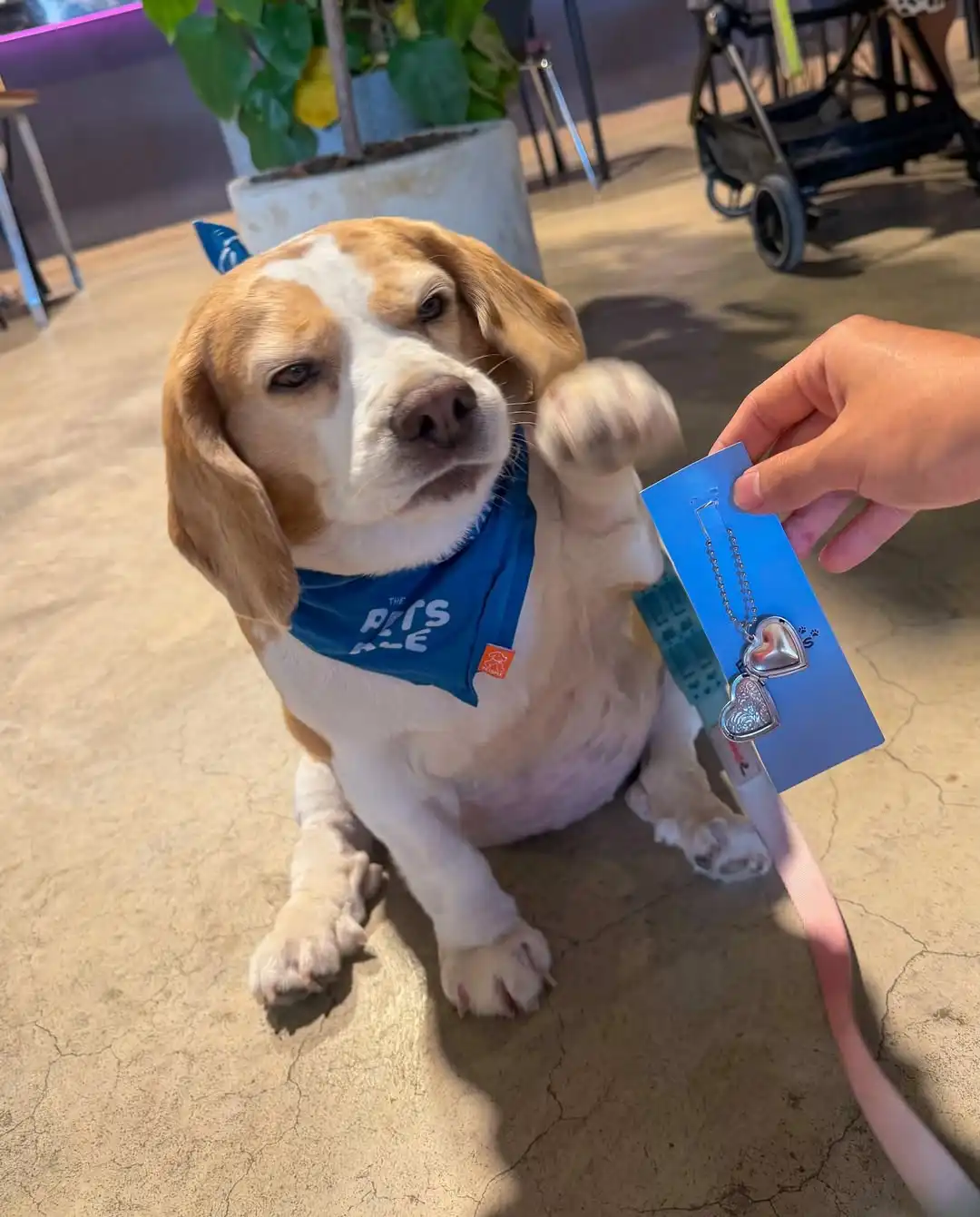 Mootoo, a beagle tailandesa que anda encantando a internet