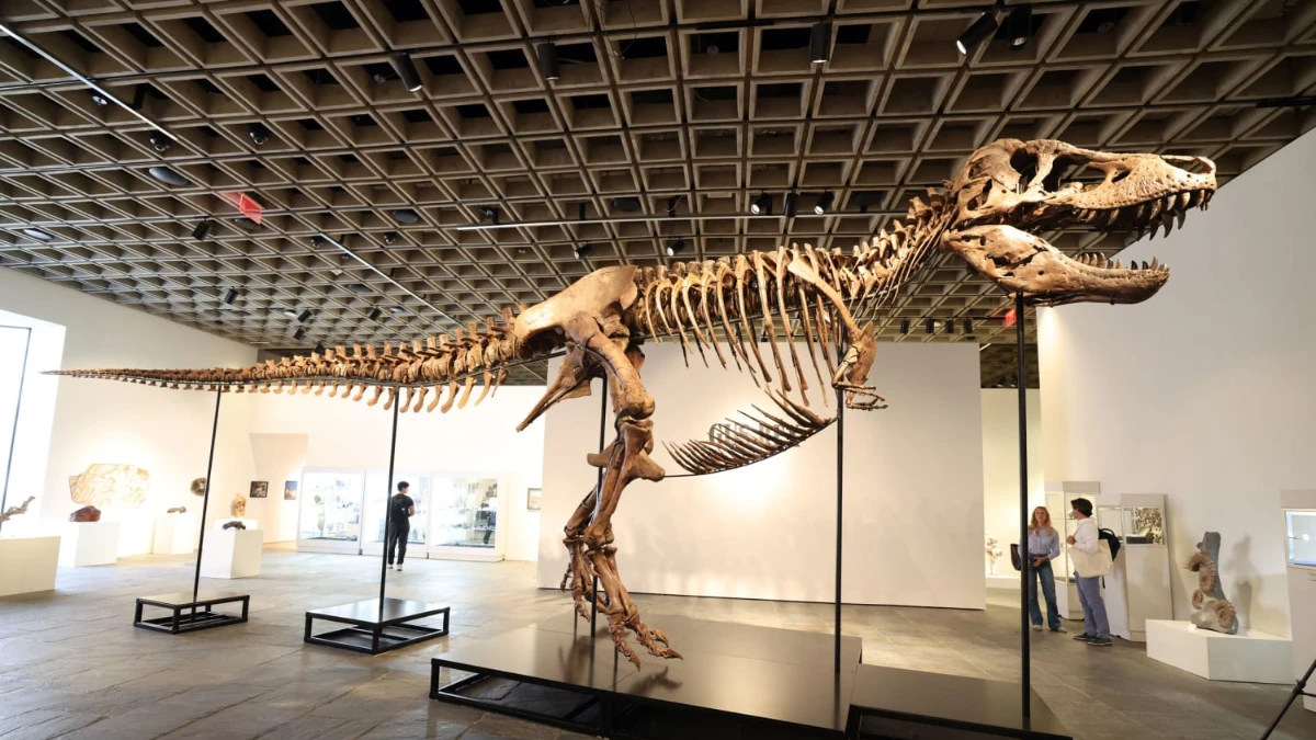 Fóssil de dinossauro mais caro da história é arrematado por R$ 255 milhões