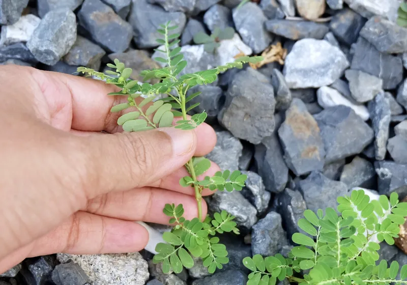 SUS terá primeiro remédio natural à base de quebra-pedra 
