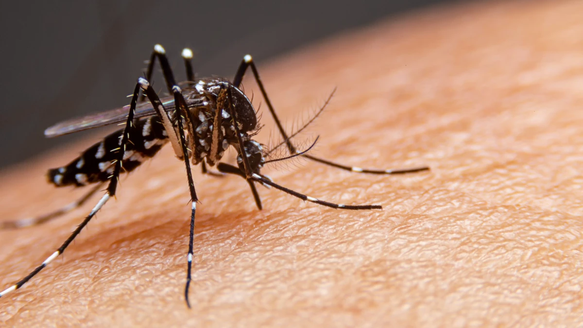 Dengue faz mais duas vítimas no Vale e número de mortes sobe para 17