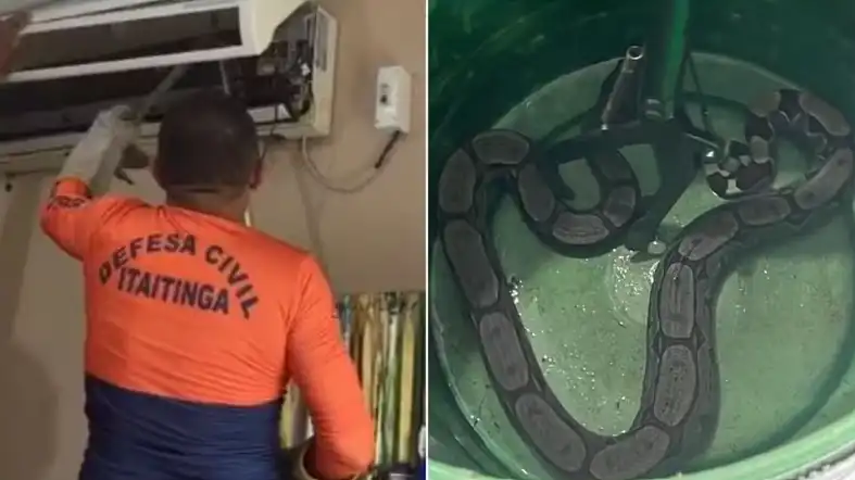 Jiboia é resgatada de dentro de ar-condicionado