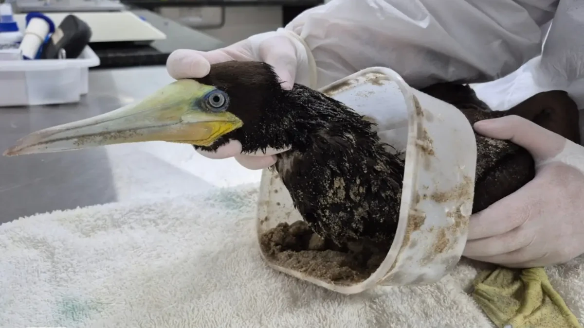 Ave marinha é socorrida após ficar presa em pote de sorvete no mar em Ubatuba