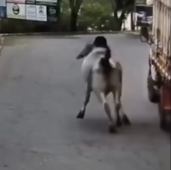 Boi escapa de caminhão e corre solto pelas ruas de cidade mineira