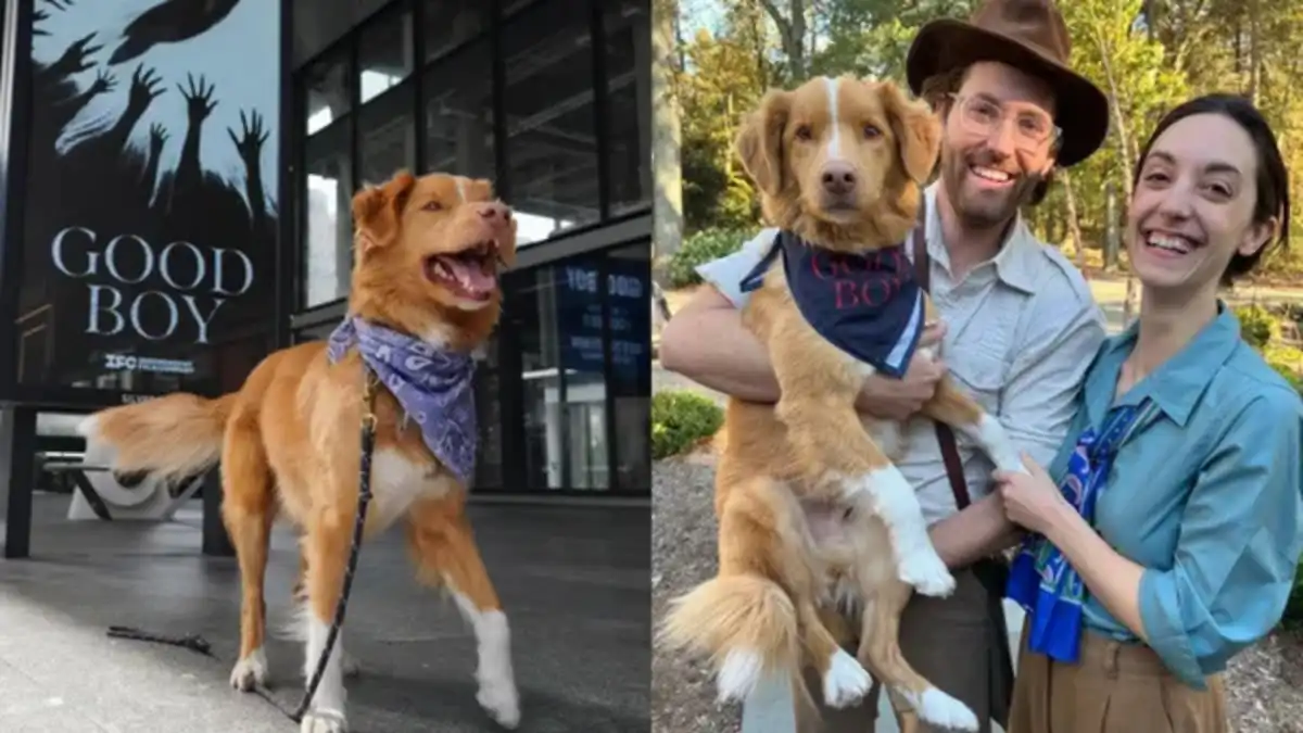 Pela 1ª vez na história, cão disputa prêmio de atuação com humanos