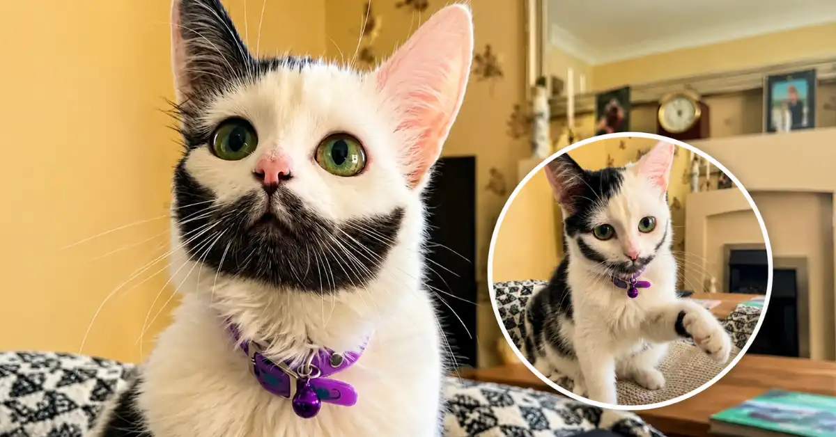 Gato com “barba perfeita” viraliza e internautas dizem que ele parece Gusttavo Lima