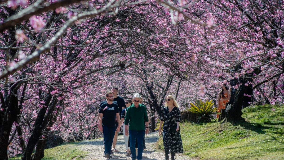 Festa da Cerejeira em Flor é sucesso de público em Campos do Jordão e segue com programação até 16 de agosto