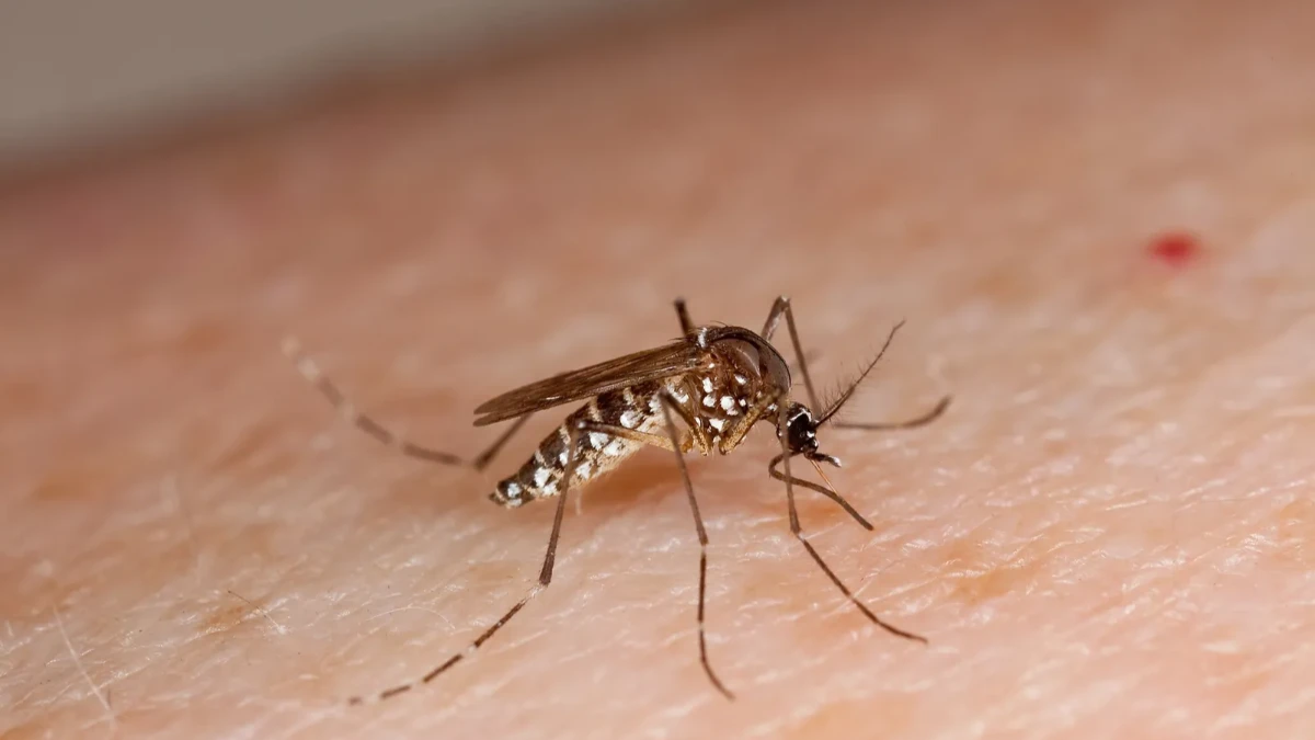Taubaté confirma 10ª morte por dengue em 2026; vítima é mulher de 41 anos