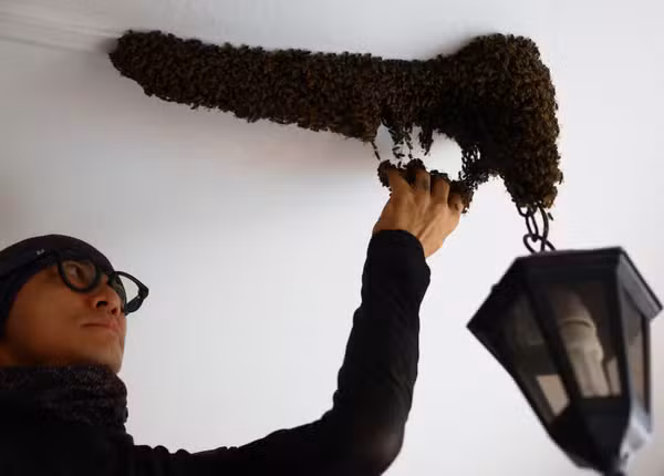 Homem já resgatou cerca de 6 milhões de abelhas sem usar equipamentos de proteção