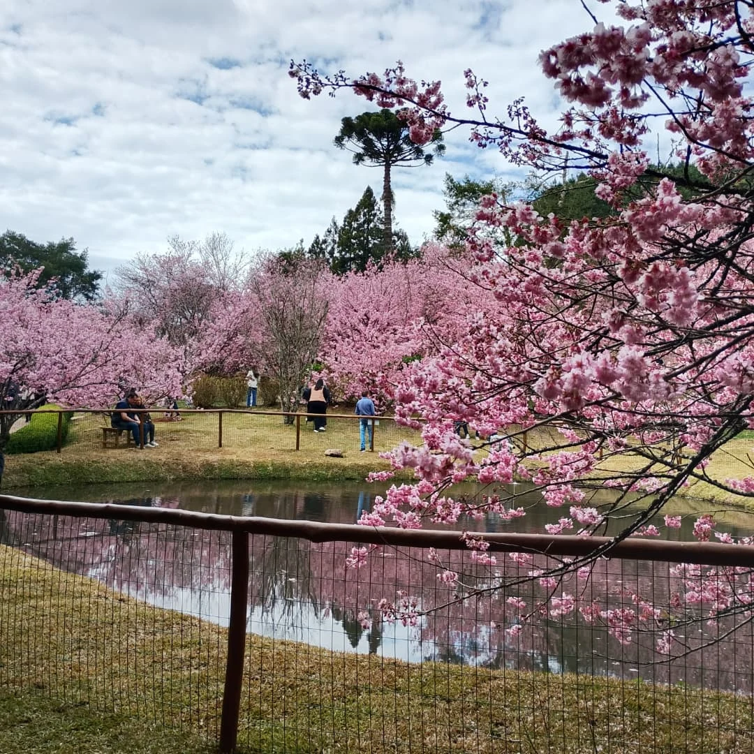 Campos do Jordão se prepara para a tradicional Festa da Cerejeira em Flor 2026