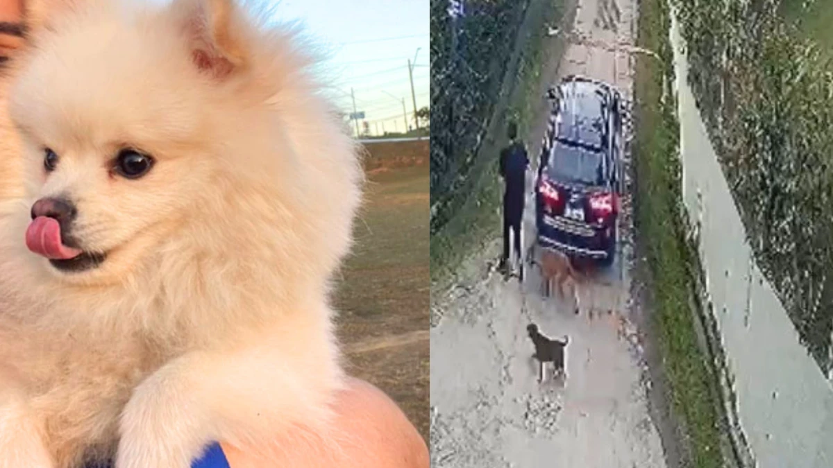 Cachorro morre ao salvar criança de ataque de cães em condomínio de Jacareí