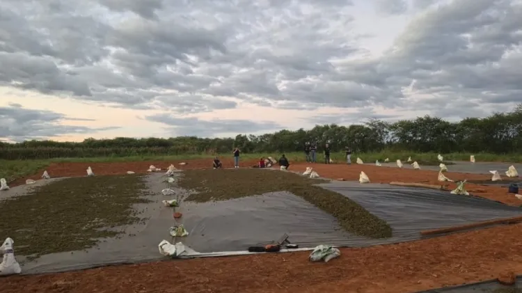 Agricultor é preso após plantação com 290 mil pés de maconha ser encontrada em sítio arrendado