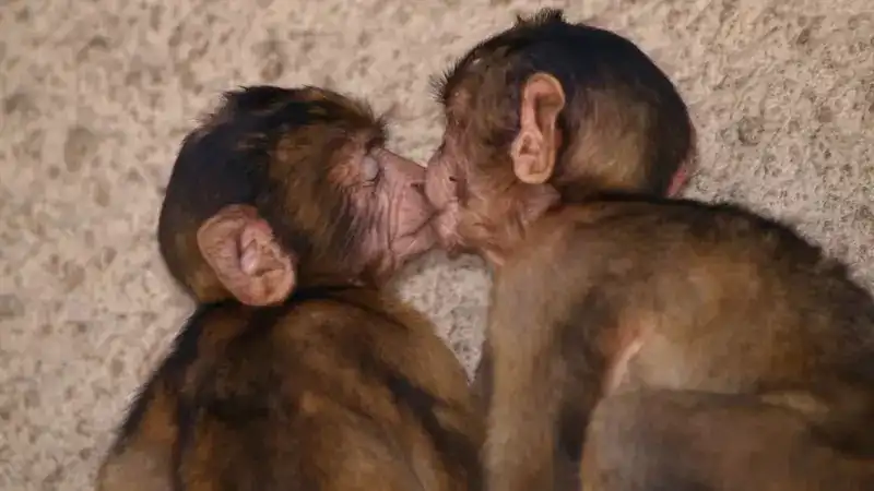 Estudo indica que o beijo surgiu há mais de 21 milhões de anos