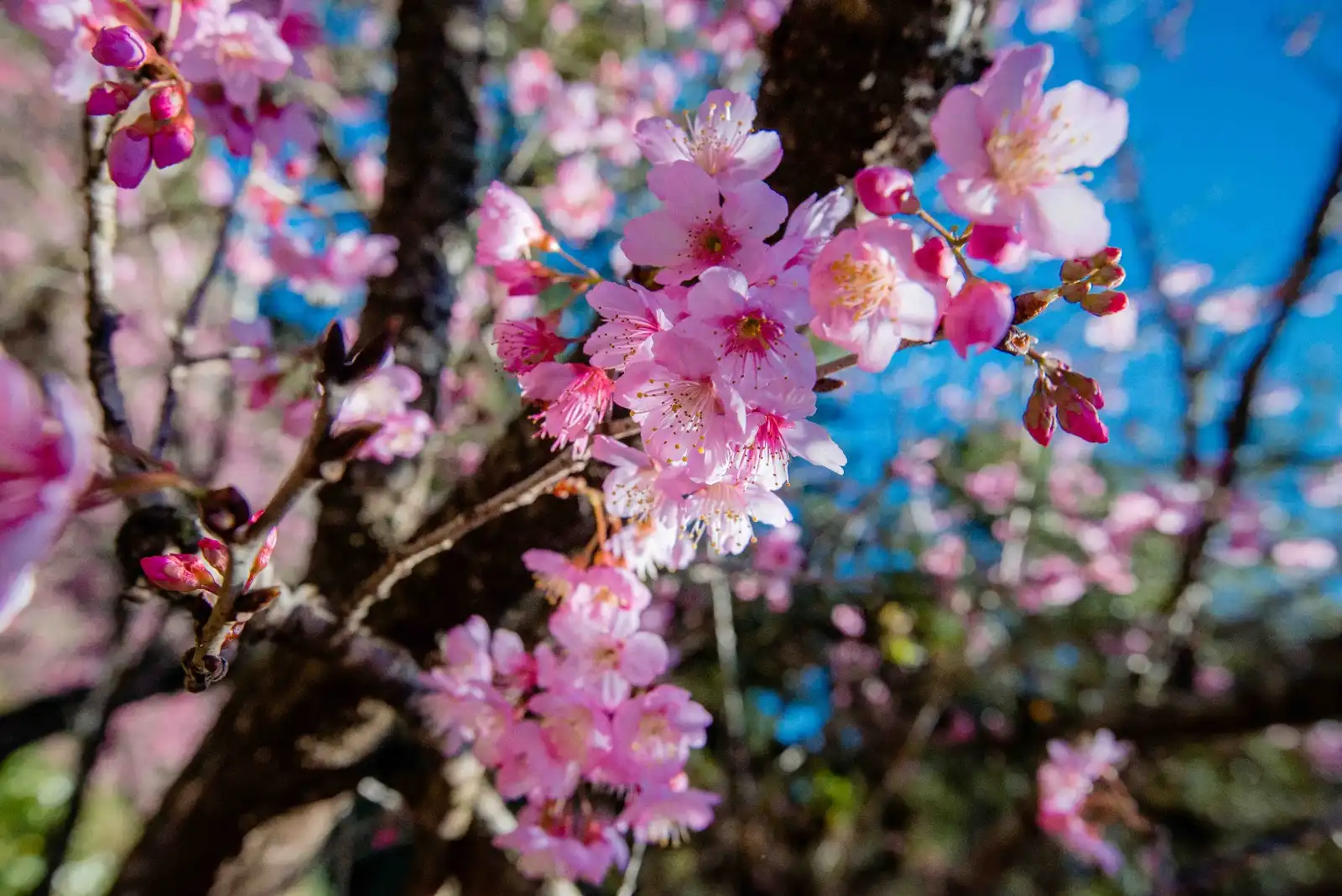 Florada das sakuras transforma Campos do Jordão em cenário cor-de-rosa durante o inverno