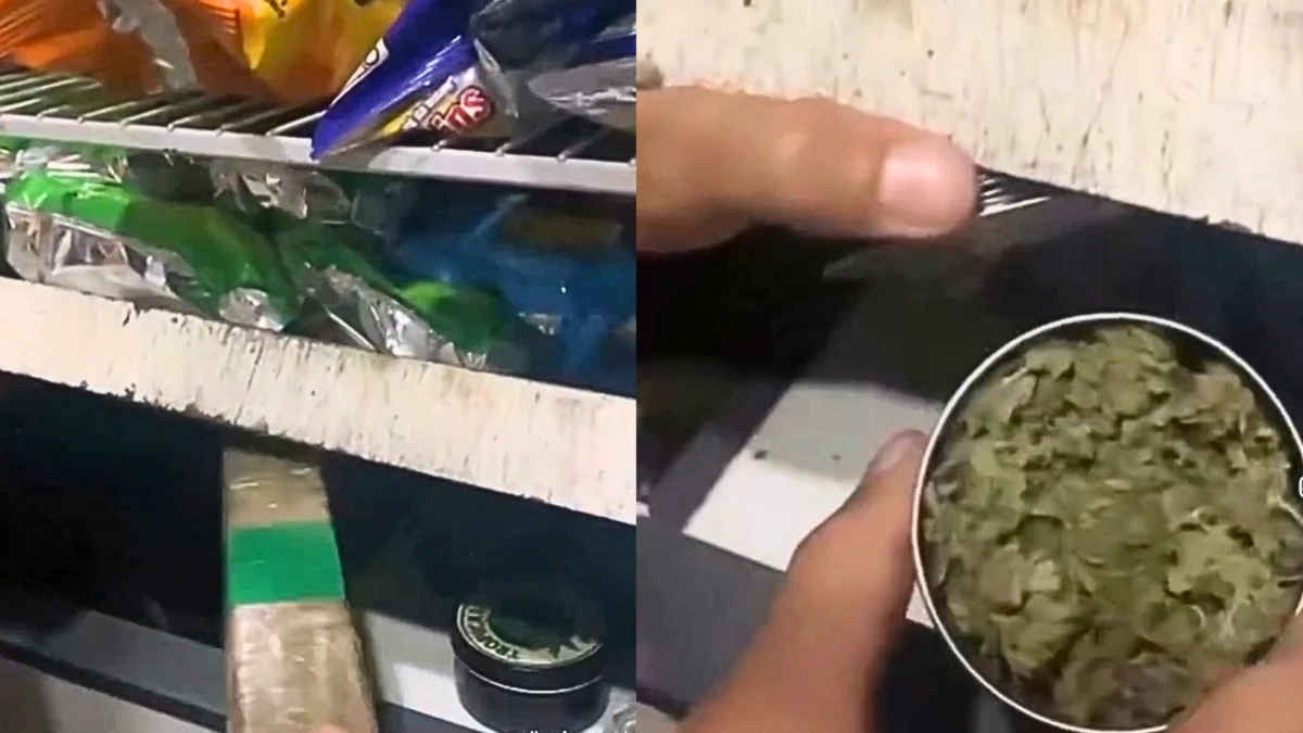 PM recolhe quase 6 kg de maconha em estufa de adega na zona sul de SJCampos