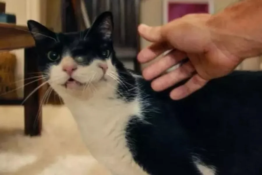 Além de Wagner Moura, gata de “O Agente Secreto” também vence prêmio internacional