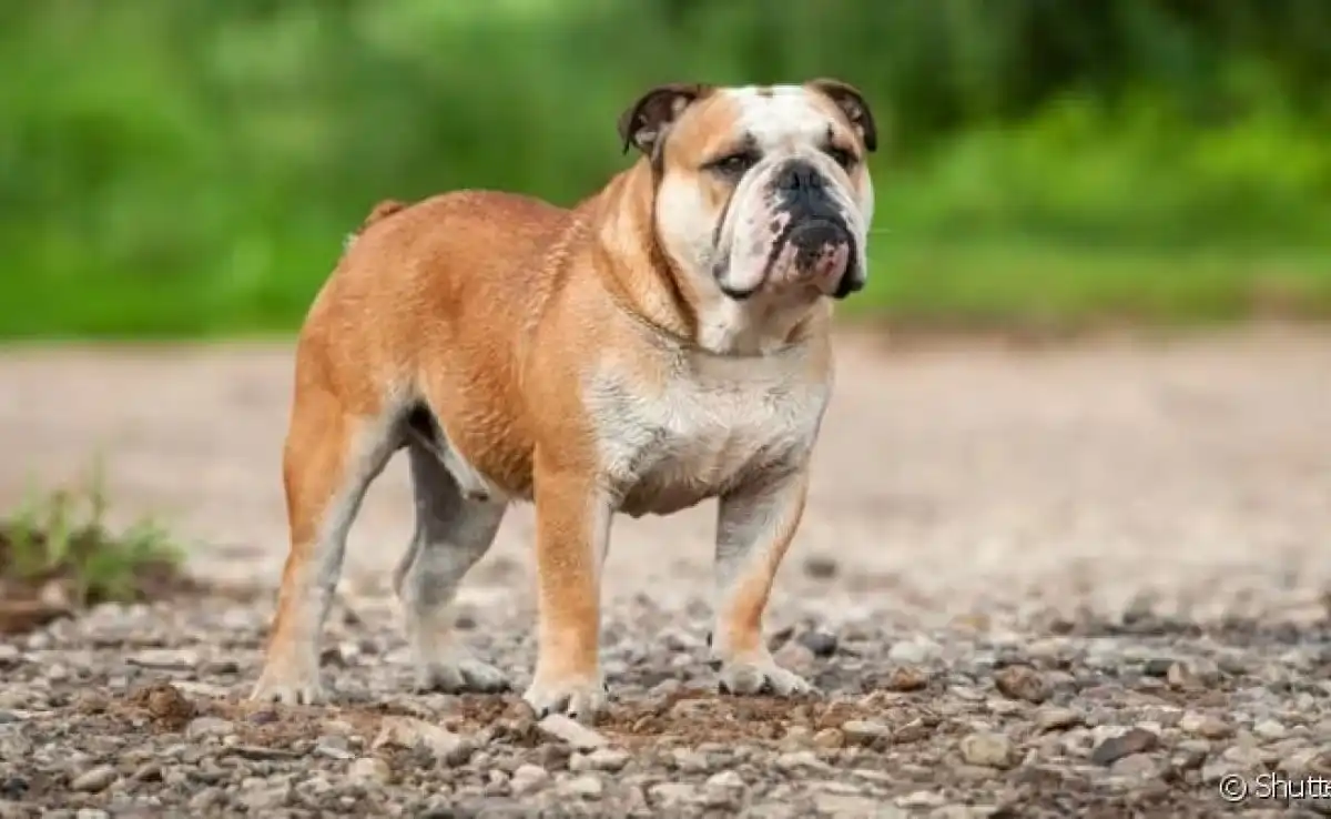 Buldogue campeiro avança no processo para ser reconhecido oficialmente como nova raça brasileira