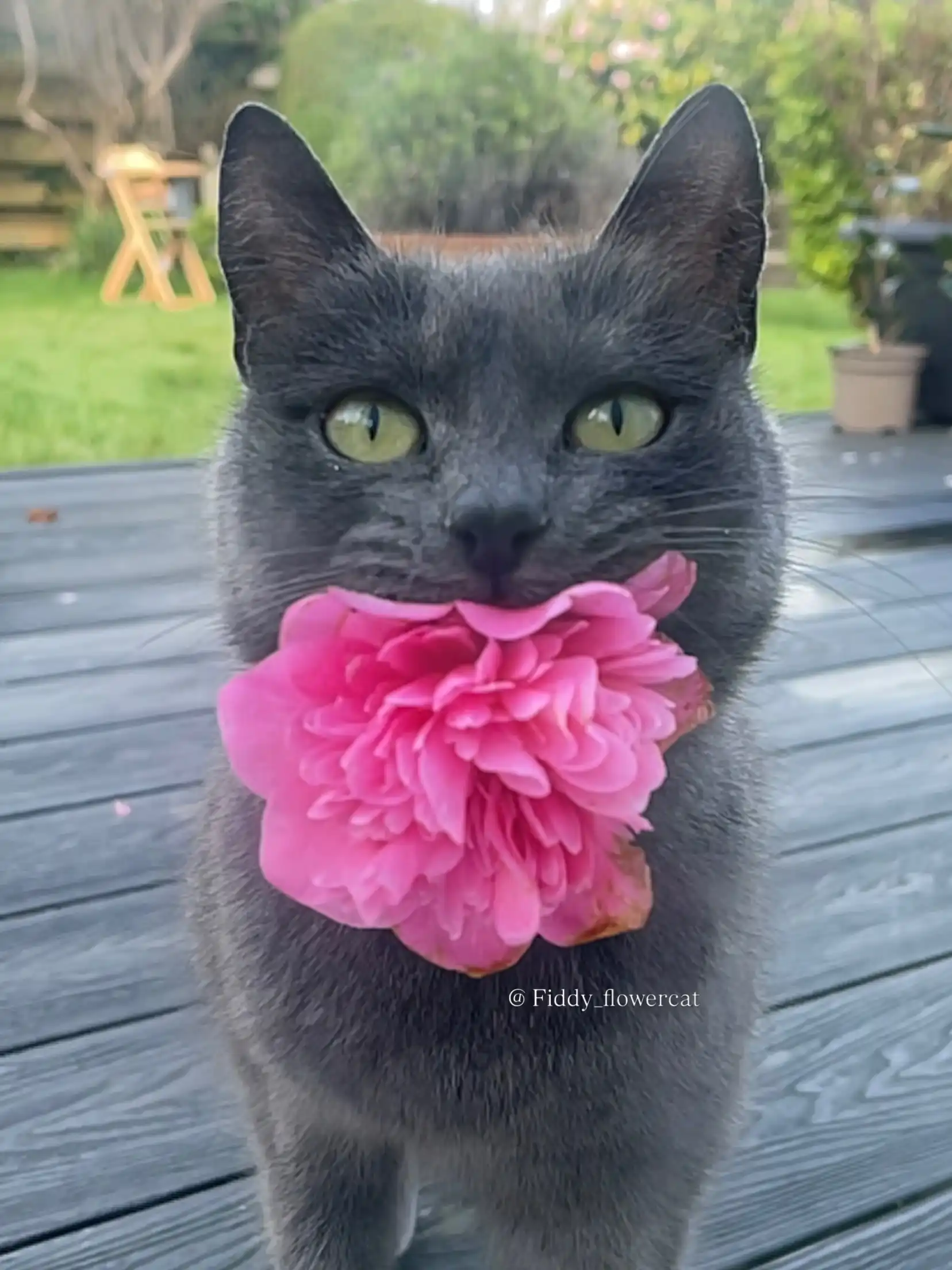 Gatinha adotada emociona ao presentear tutora com flores todos os dias