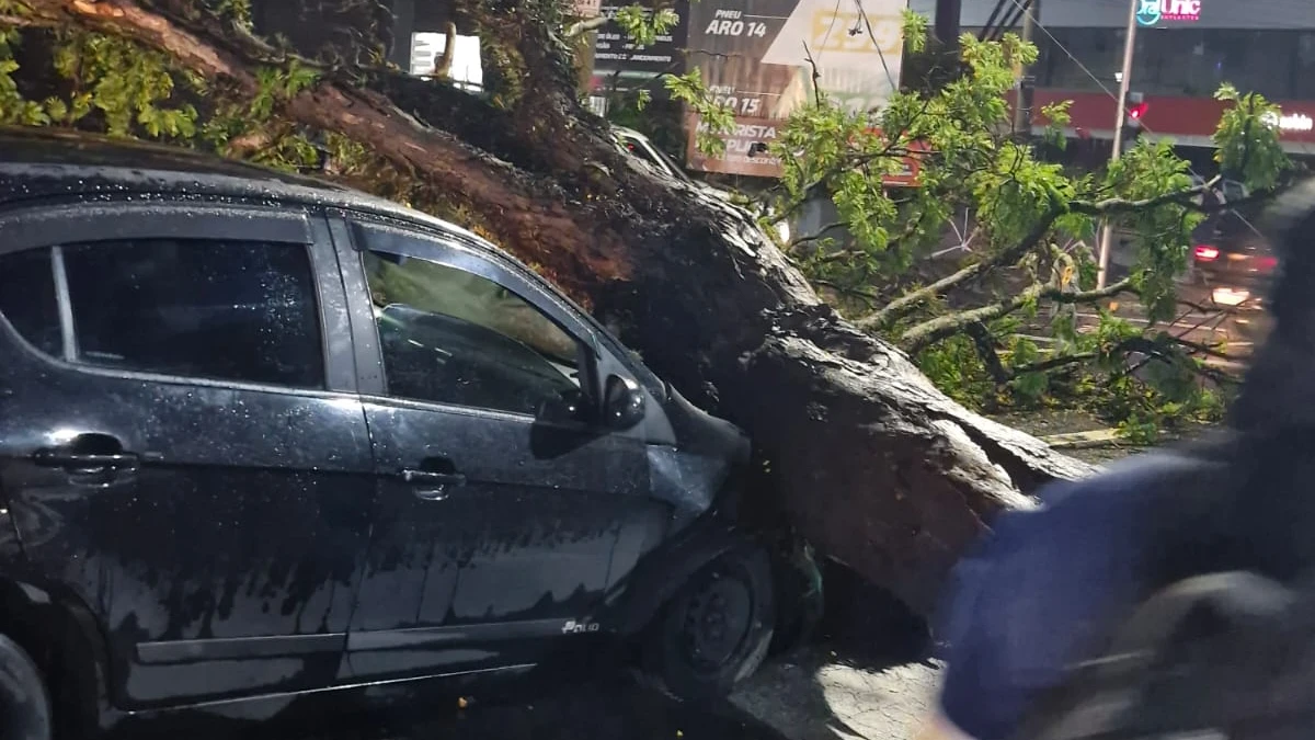 Árvore de grande porte cai e atinge veículo na Avenida Siqueira Campos