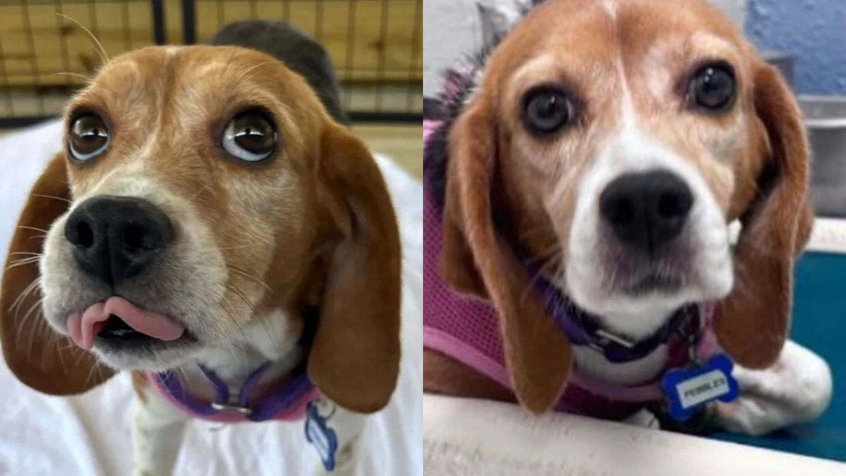 Após viverem 2 anos em gaiolas, Beagles resgatados de laboratório conhecem uma família pela primeira vez