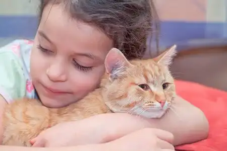 Gatos podem ser tão companheiros quanto cães, afirma pesquisa
