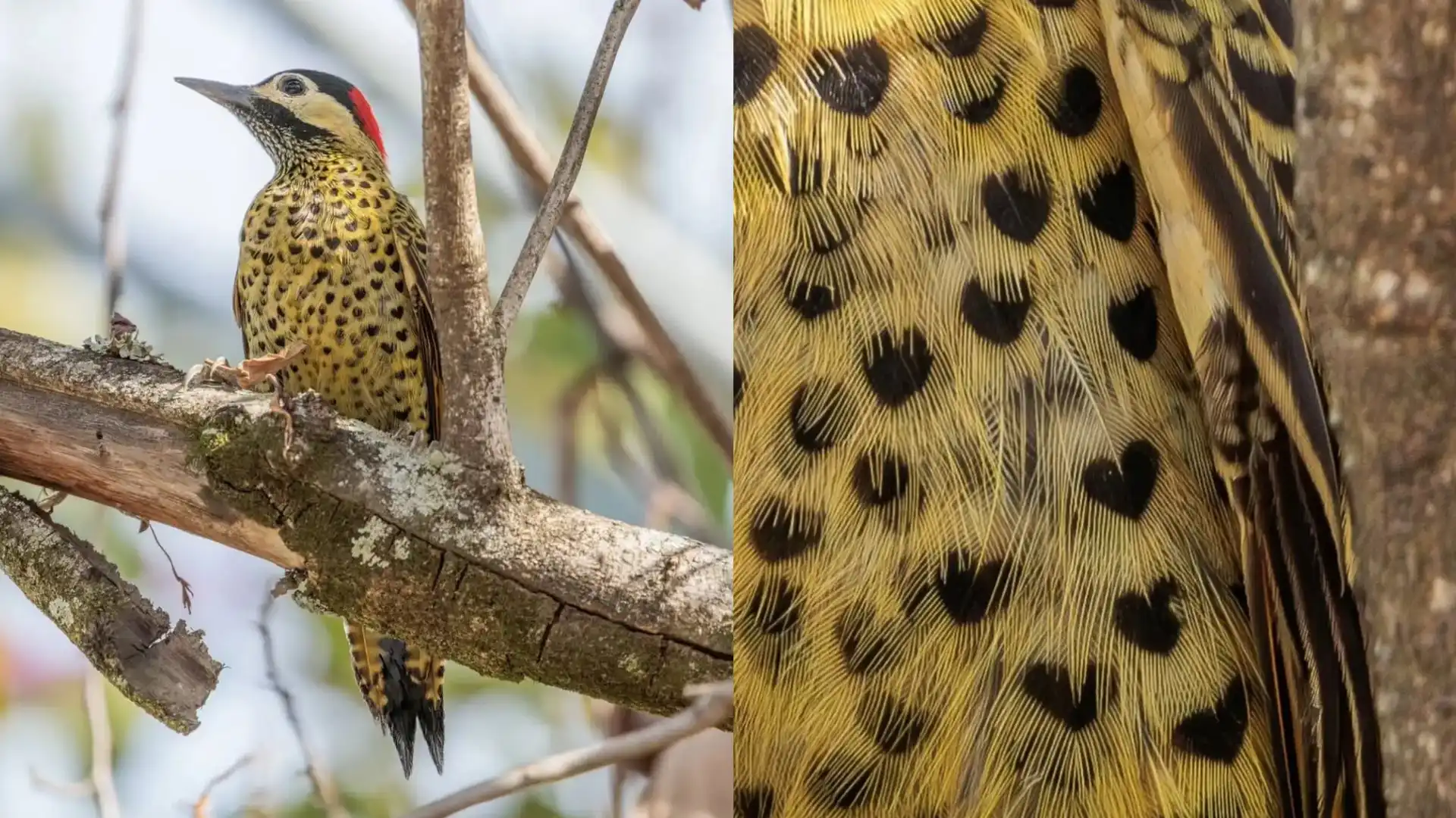 Pica-pau com manchas em forma de coração chama atenção no interior de SP 
