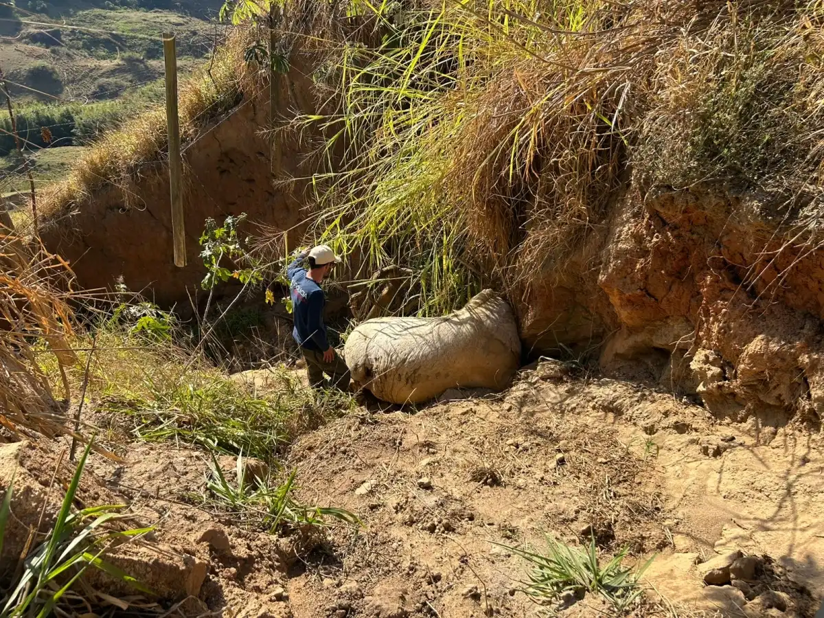 Cavalo de Bananal: especialista analisa o caso e fala sobre exaustão do animal