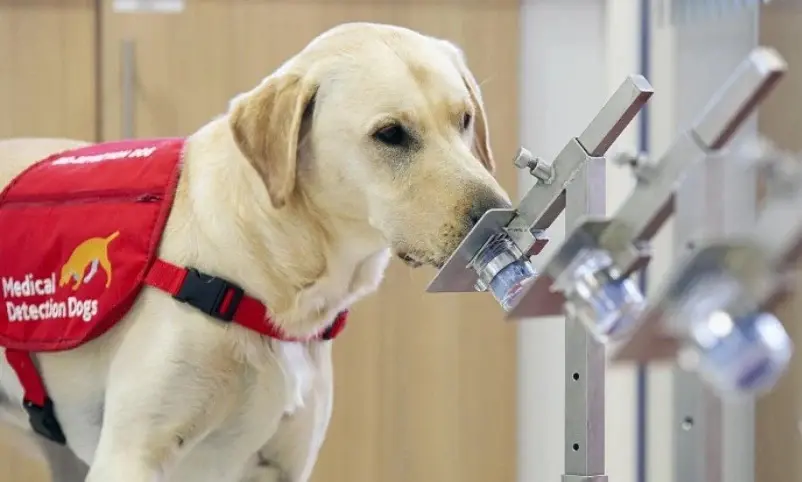 Cães sendo treinados para detectar câncer através do olfato