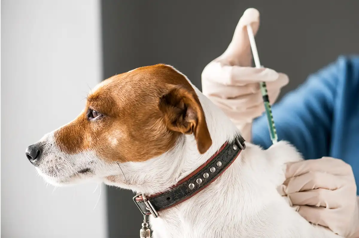 Movimento antivacina chega ao mundo pet e acende alerta entre especialistas 