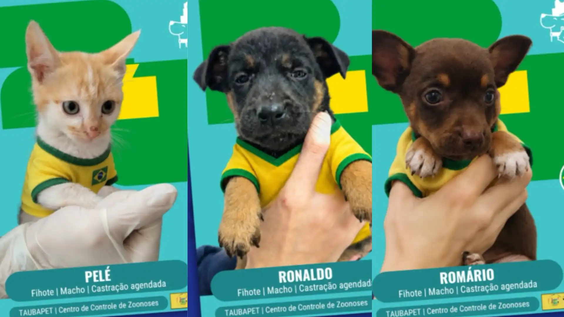 Pets ganham nomes de craques da Seleção para incentivar adoção responsável em Taubaté
