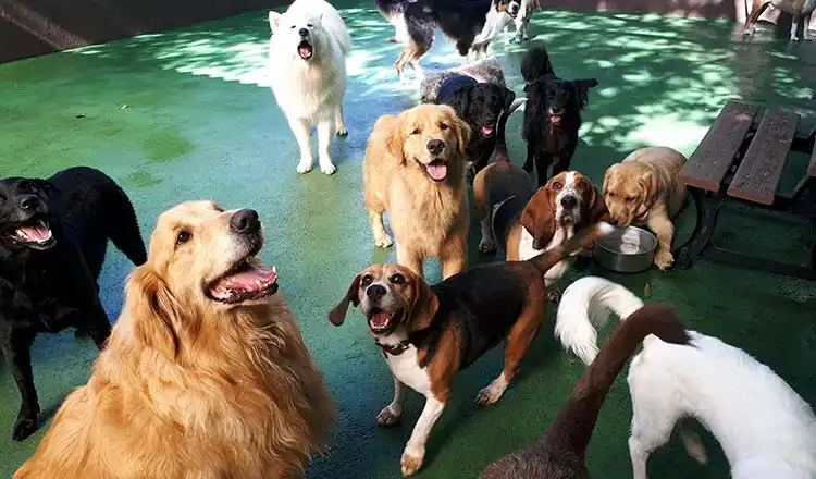 Mercado pet deve bater recorde de faturamento no Brasil em 2026