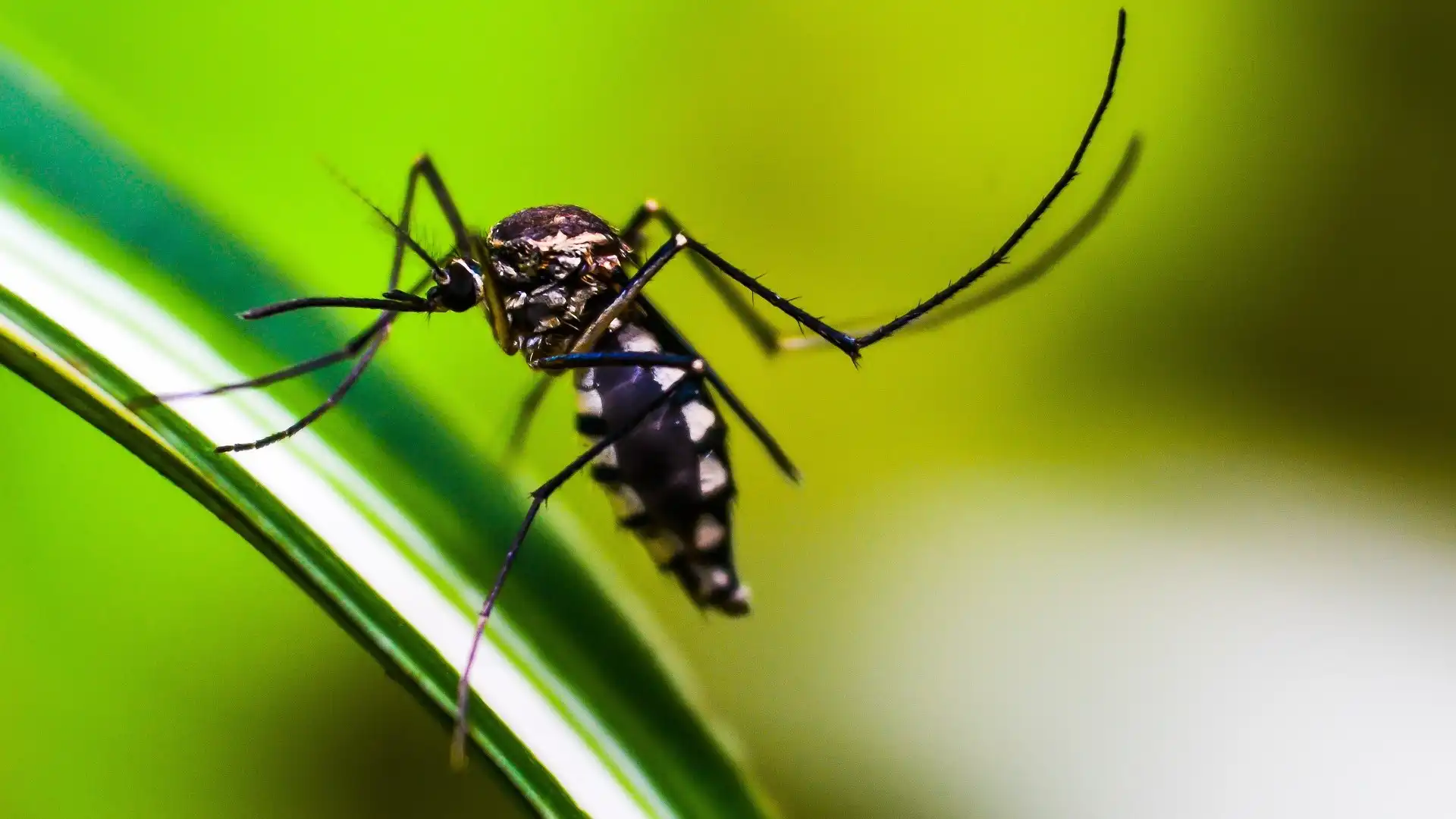 Menina de 13 anos morre de dengue em Taubaté; cidade registra segunda vítima da doença em 2026