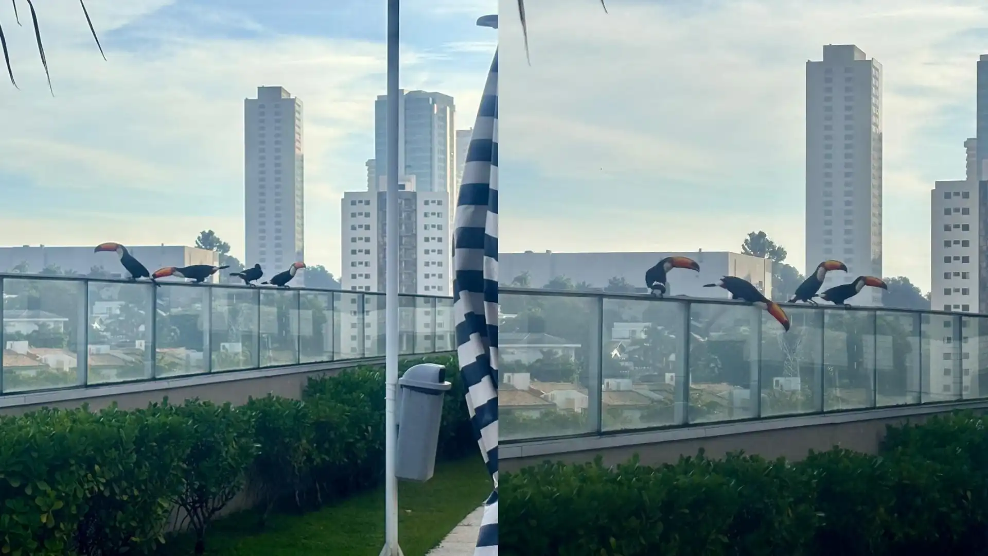 Tucanos visitam condomínio e encantam moradores da Vila Ema