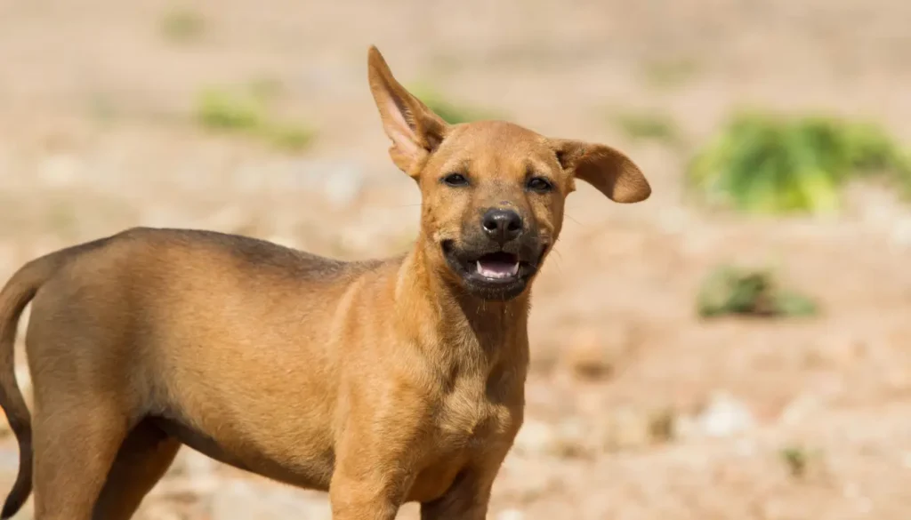 Dia Mundial do Cachorro: veja nomes mais comuns e a raça preferida dos brasileiros