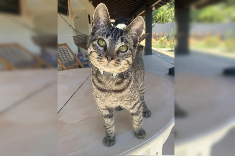 Gato que sobreviveu a psicólogo matador de felinos mora com protetora