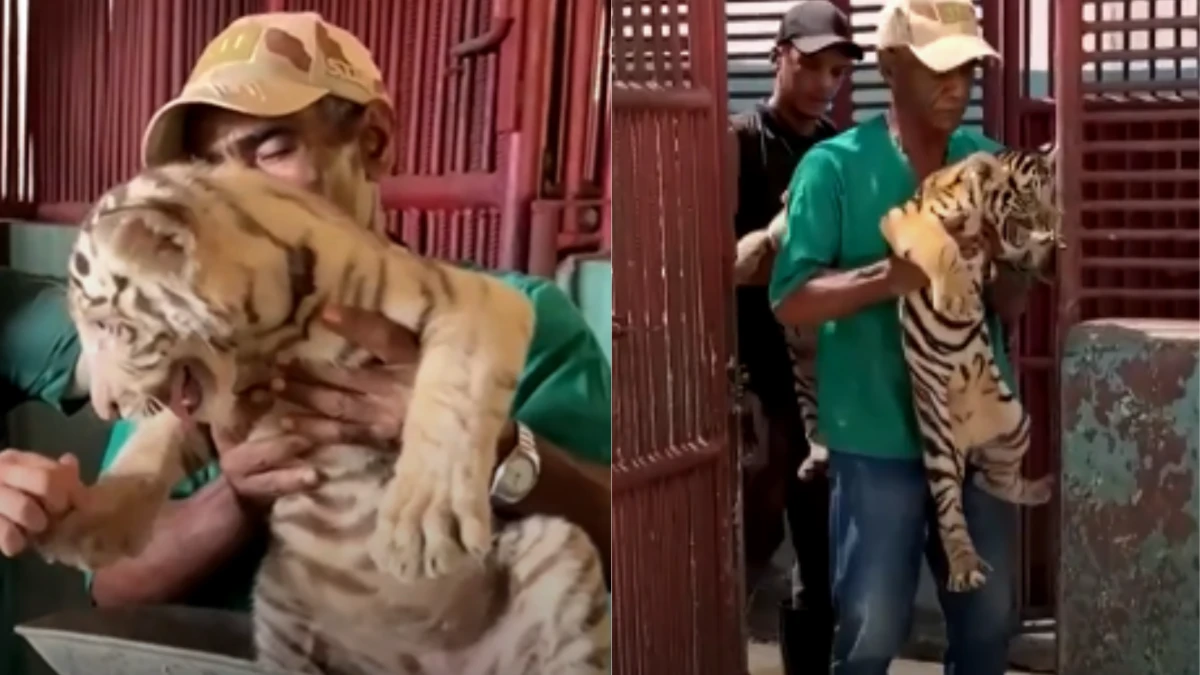 Nascimento de Tigres raros renova esperança em zoológico do Cuba